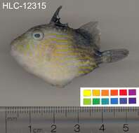 Image of Bluestriped triggerfish