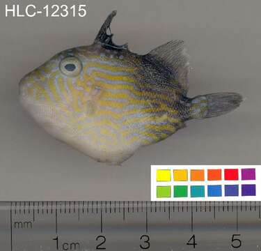 Image of Bluestriped triggerfish