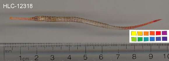 Image of Yellow banded pipefish