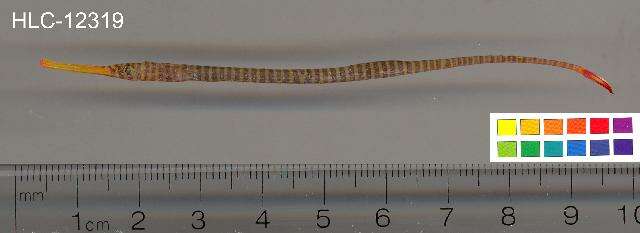 Image of Yellow banded pipefish