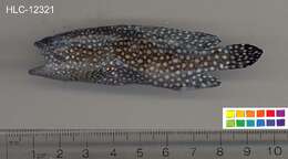 Image of Speckled-fin Rockcod