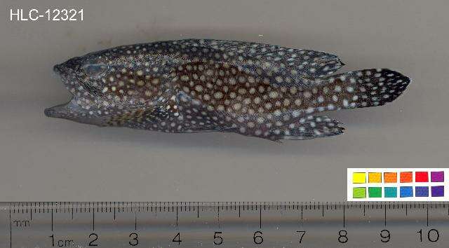 Image of Speckled-fin Rockcod