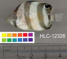 Image of Banded Butterflyfish