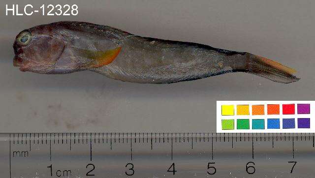 Image of Redlip Blenny