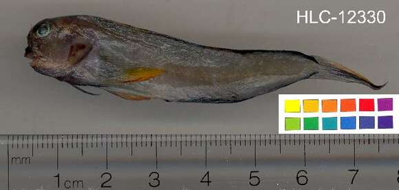 Image of Redlip Blenny