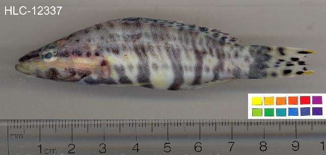 Image of Harlequin Bass