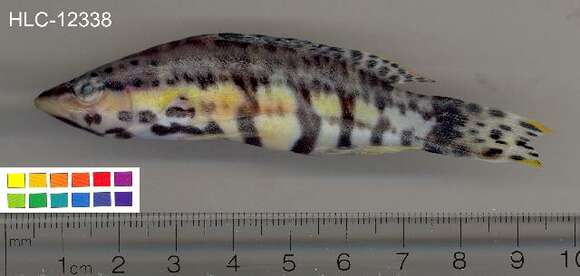 Image of Harlequin Bass