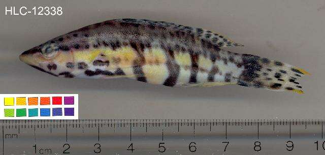 Image of Harlequin Bass