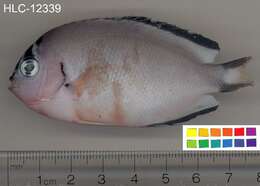 Image of Blackedged angelfish