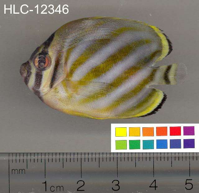 Image of Clown Butterflyfish