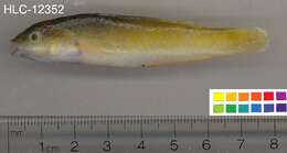 Image of Yellowhead Wrasse