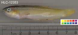 Image of Yellowhead Wrasse