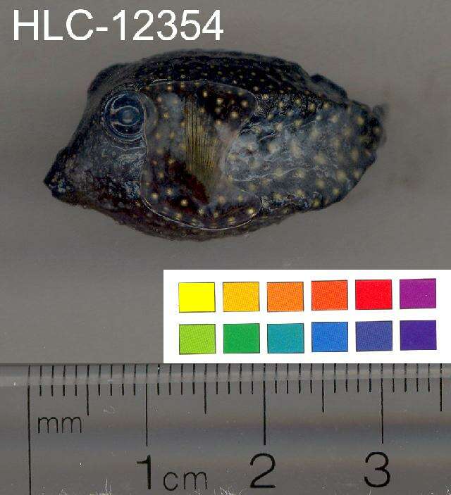 Image of Spotted boxfish