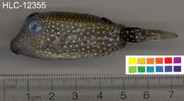 Image of Spotted boxfish