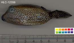 Image of Spotted boxfish