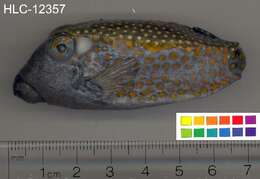 Image of Spotted boxfish