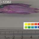 Image of Blackcap Basslet