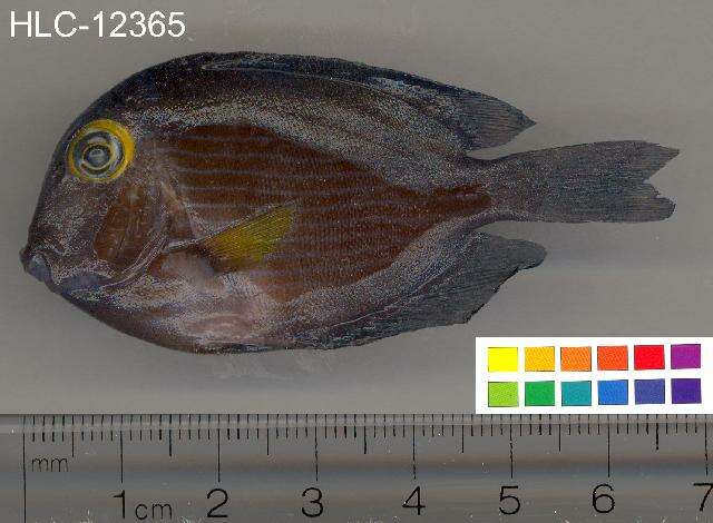 Image of Bristletoothed Surgeonfish