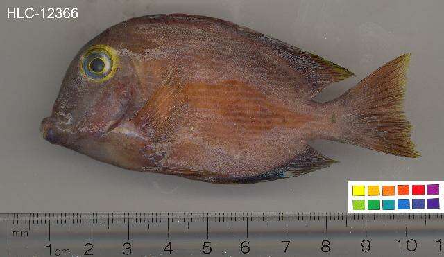 Image of Bristletoothed Surgeonfish