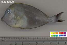 Image of Barcheek Unicornfish