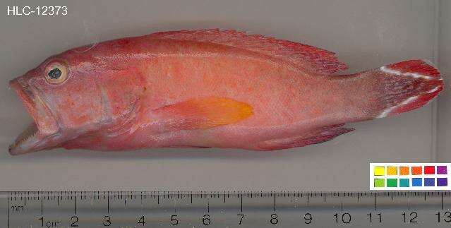 Image of Banded-tail Coral-cod