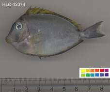 Image of Barcheek Unicornfish