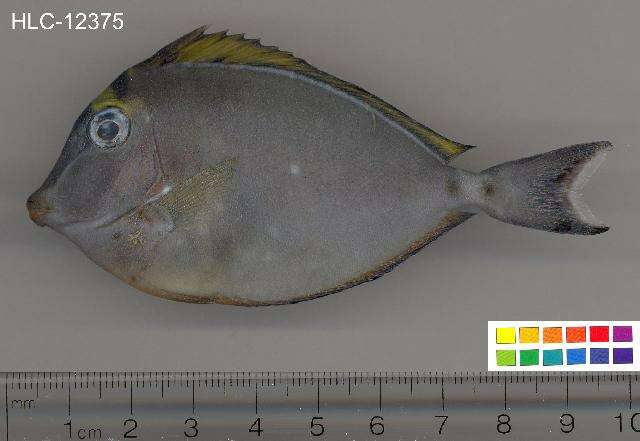 Image of Barcheek Unicornfish