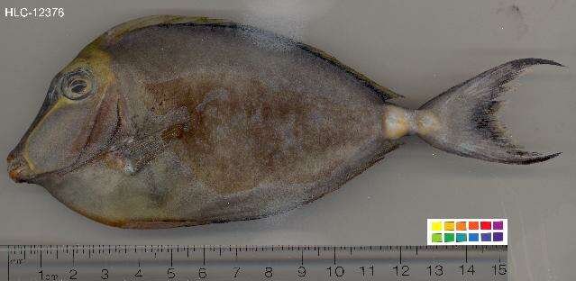 Image of Barcheek Unicornfish