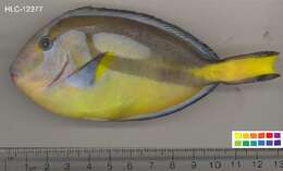 Image of Paracanthurus