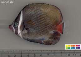 Image of Brown Butterflyfish