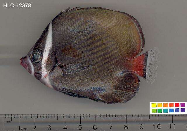 Image of Brown Butterflyfish