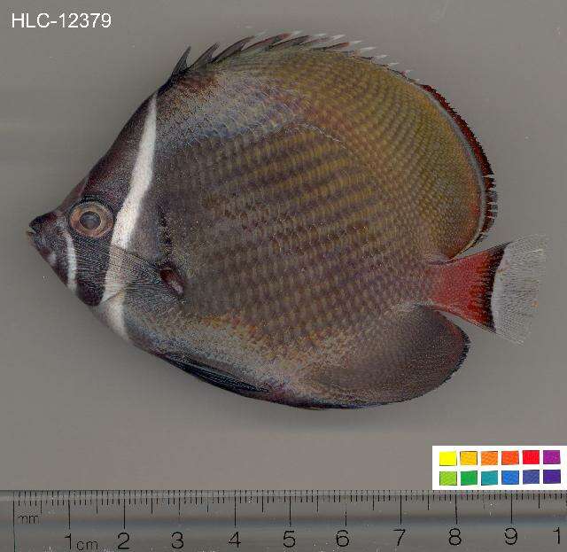 Image of Brown Butterflyfish