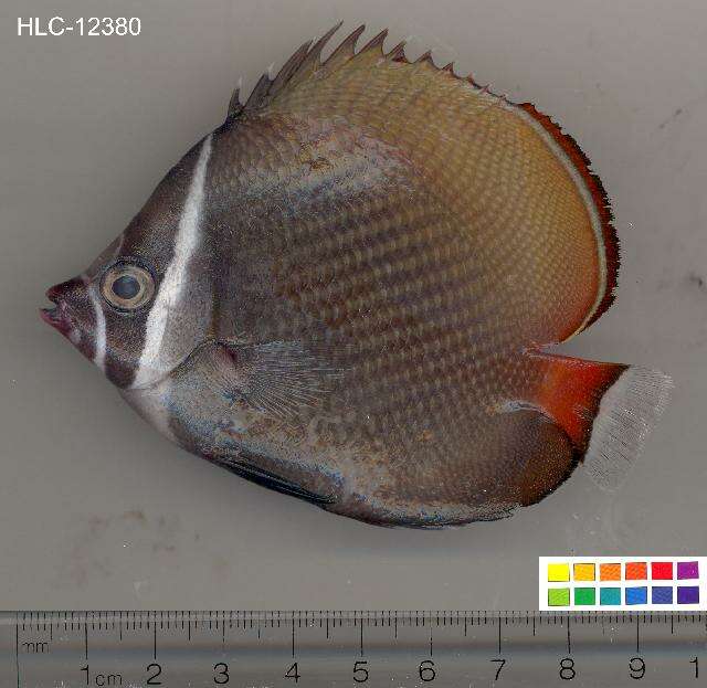 Image of Brown Butterflyfish