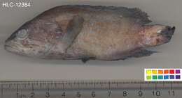 Image of Blue-lined Rock Cod