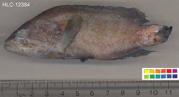 Image of Blue-lined Rock Cod