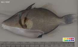 Image of Boomerang triggerfish