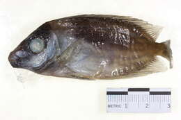 Image of Bluelined rabbitfish