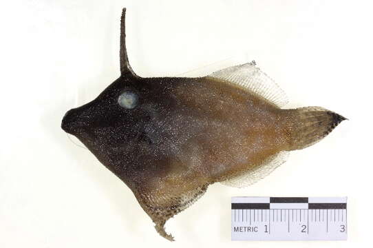 Image of Black-lined filefish