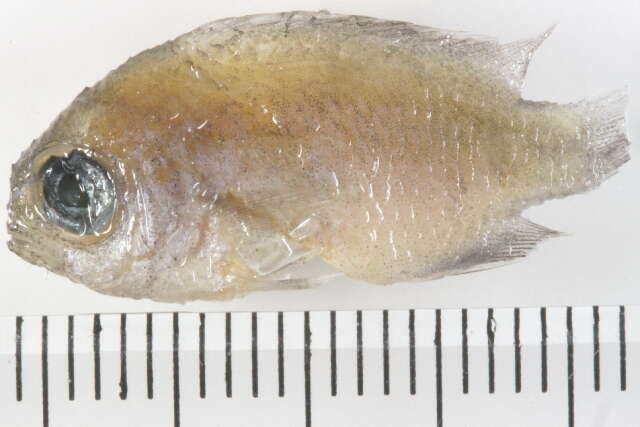 Слика од Chromis insolata (Cuvier 1830)