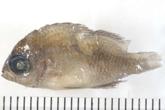 Image of Olive Chromis