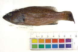 Image of Barcheek coral trout