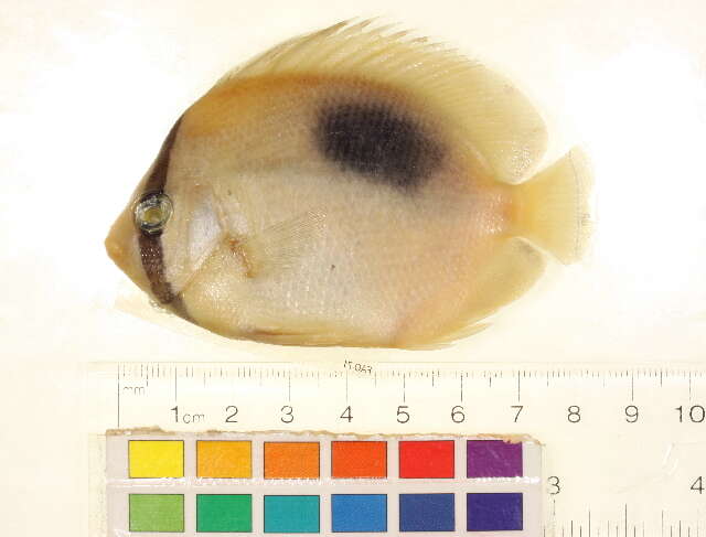 Image of Butterflyfish