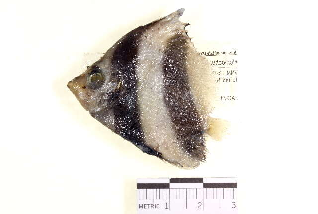 Image of Singular Bannerfish