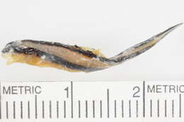 Image of Cleaner Goby