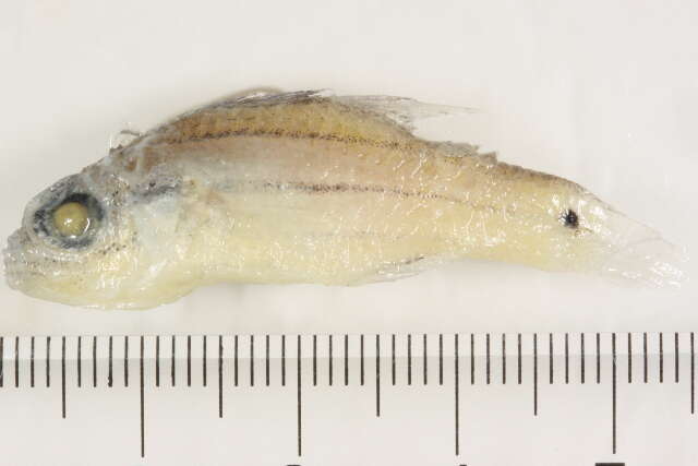 Serranus tabacarius (Cuvier 1829) resmi