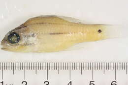 Image of Gorgeous prawn goby