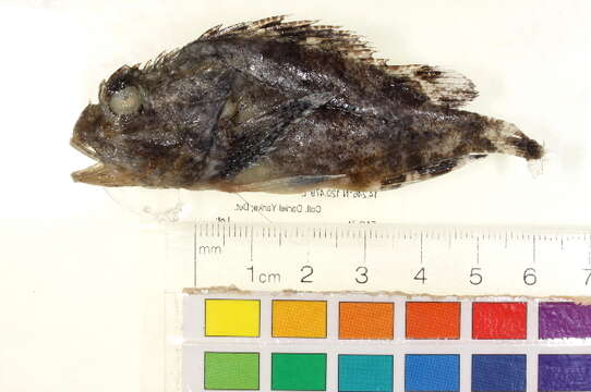 Image of Reef stonefish