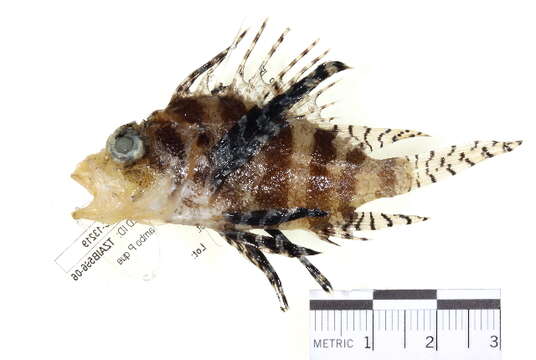 Image of Dwarf lionfish