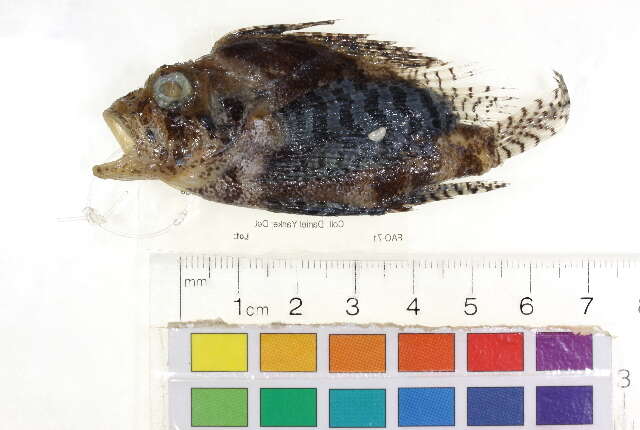 Image of Dwarf lionfish