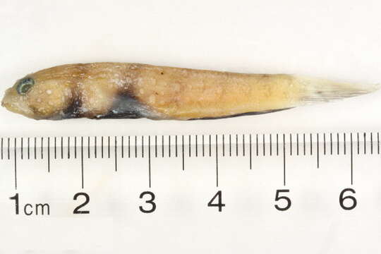 Image of Spotted prawn goby